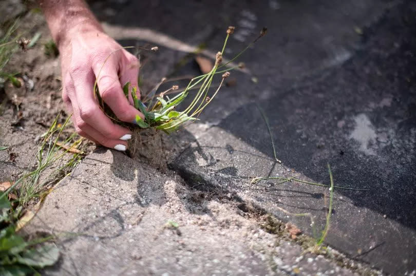 Close up of a gardener's hand, pulling weeds from a patio. Their nail polish is chipping.