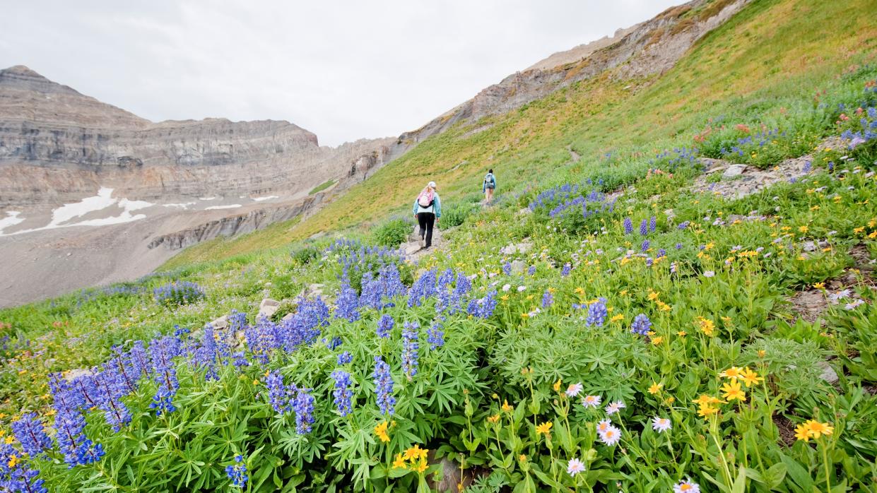  Two female hikers walk past a group of wildflowers on a hike up the Timpooneke Trail on Mt. Timpanogos, UT. 