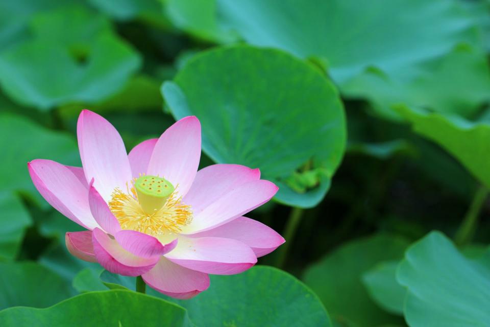 sacred lotus flower