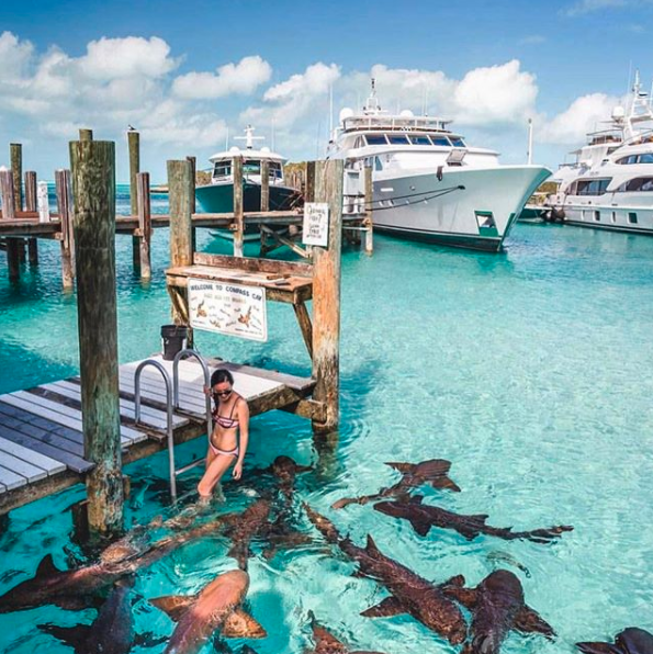 Nurse sharks are considered largely harmless to humans. Photo: Instagram
