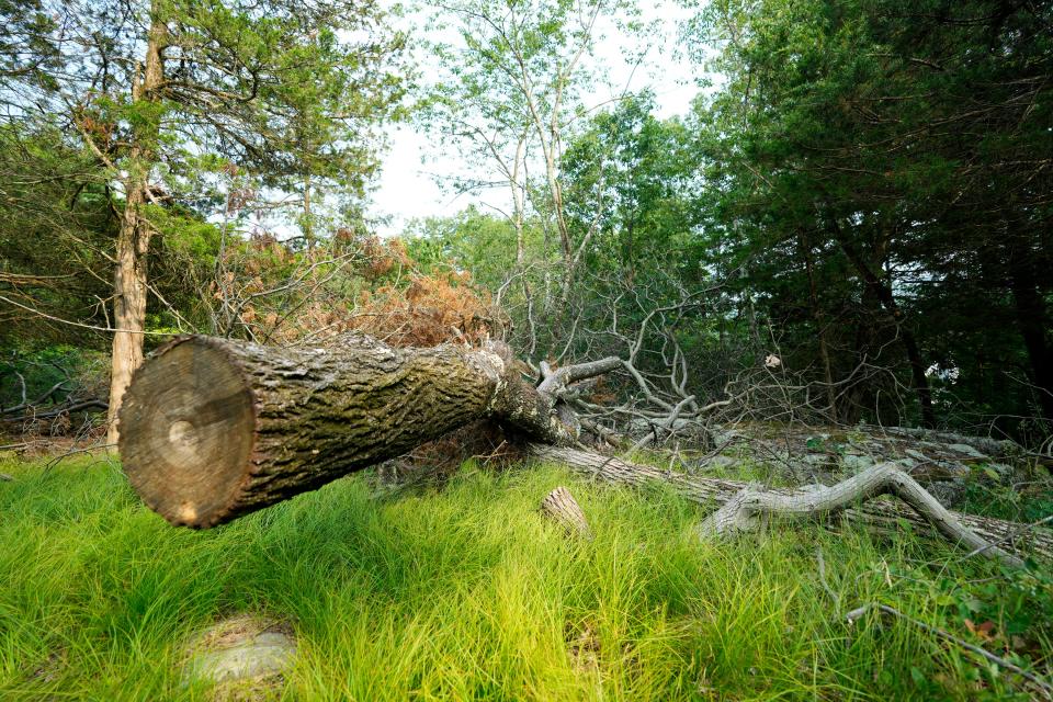 Trees were cut in the back yard of Samih Shinway (not shown), allegedly by men hired by his next-door neighbor, Grant Haber (not shown).  Shinway, said he did not give his neighbor permission to cut the trees or enter his property. Thursday, June 29, 2023