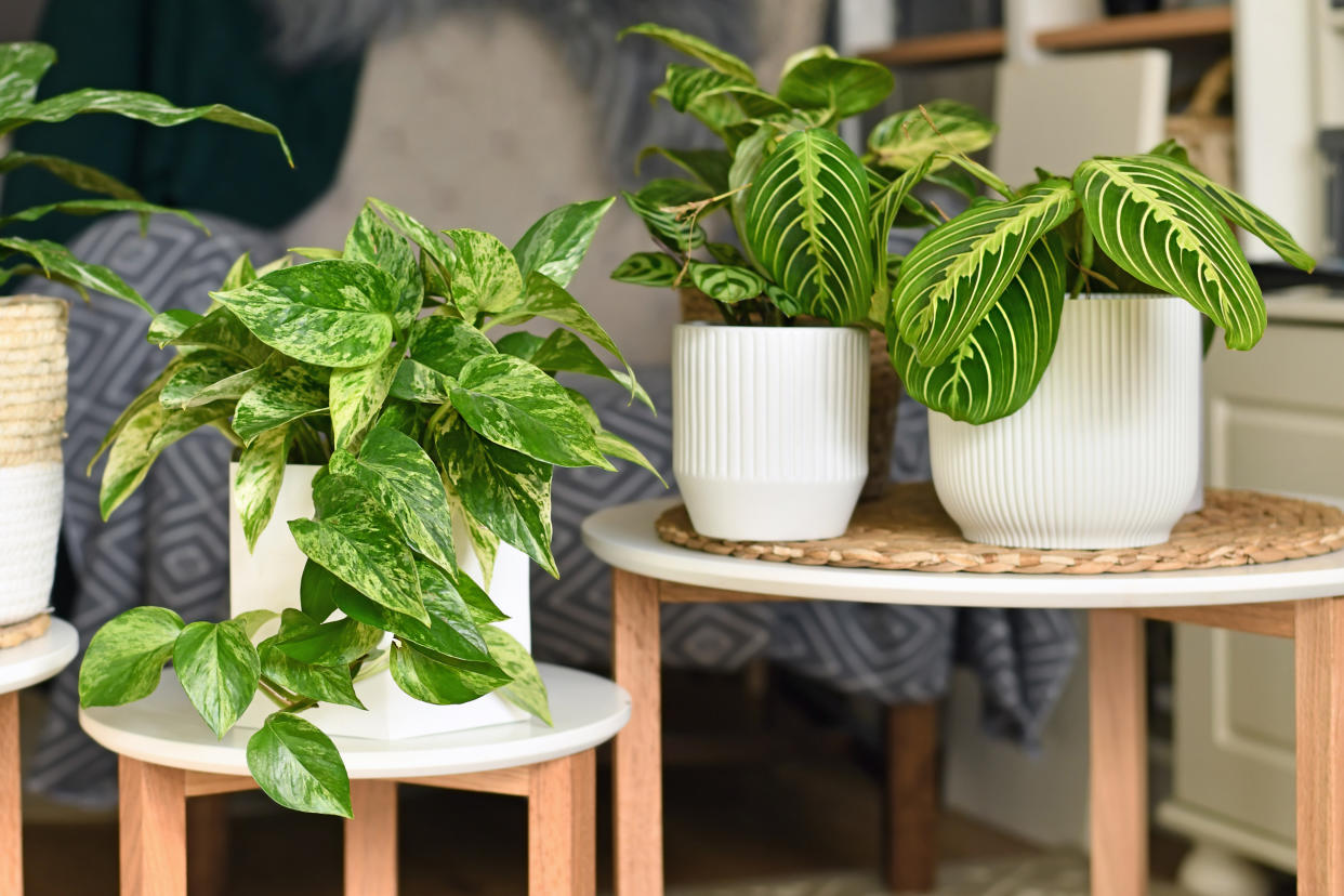  Three houseplants in white pots on small plant stands. 