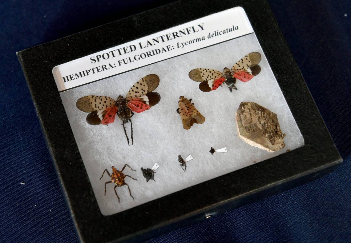 The life stages of the spotted lanternfly, an invasive species, at Penn State Ag Progress Days on Tuesday, Aug. 13, 2019.