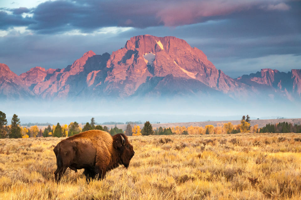 A bison stands in front of Mount Moran, north of Jackson Hole Wyoming