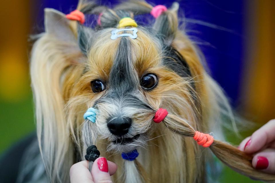 A Havanese is groomed at Arthur Ashe Stadium during the 147th Westminster Kennel Club Dog show, Monday, May 8, 2023, at the USTA Billie Jean King National Tennis Center in New York. 