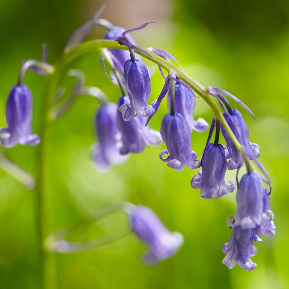 Bluebells