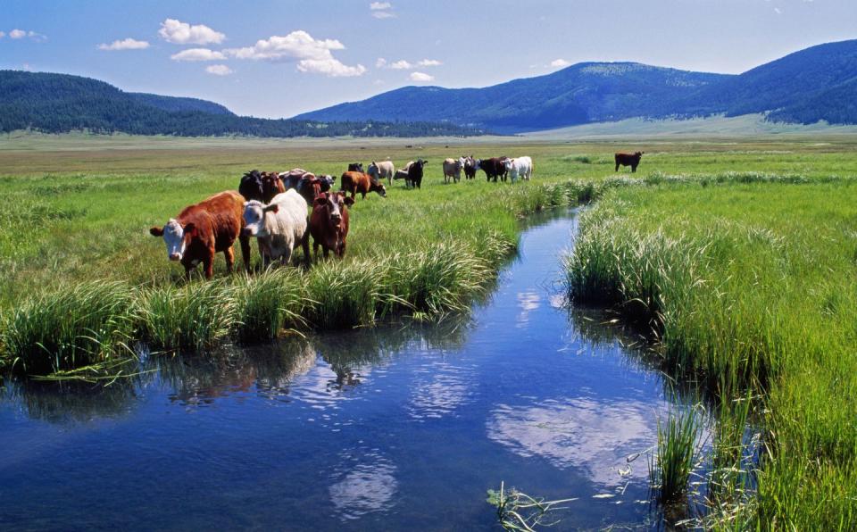 Valles Caldera National Preserve - New Mexico