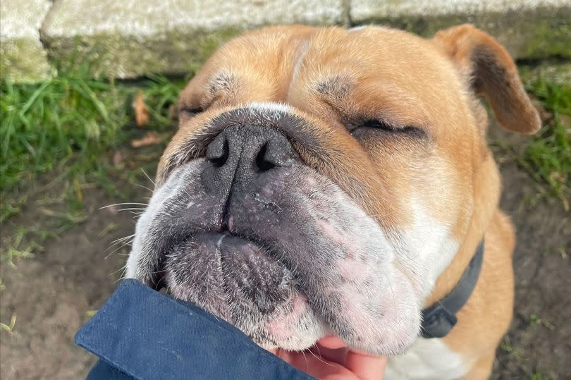 Doris the English Bulldog who was recently taken into a rescue centre, has sadly had a setback after needing surgery to help her breathe