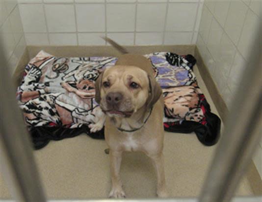 Photo Credit: Montgomery County Animal Services & Adoption Center