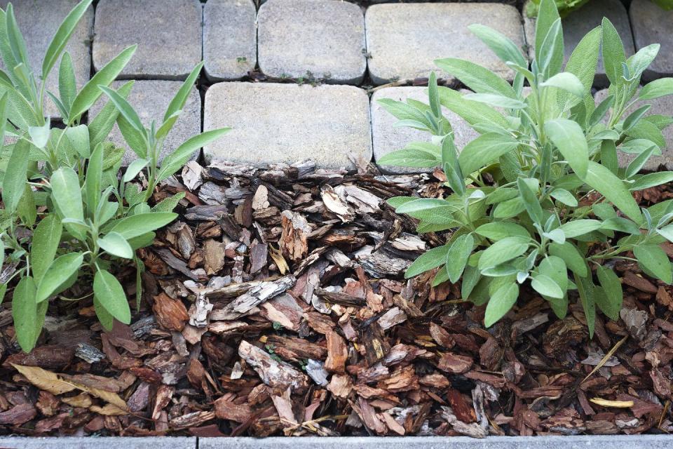 pine bark mulch around two salvia bushes, as a fight against weeds and protection of plant roots from drying out