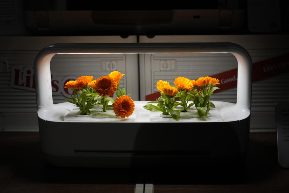 The LG Tiiun mini indoor gardening appliance is on display at the LG booth during the CES tech show Tuesday, Jan. 9, 2024, in Las Vegas. (AP Photo/John Locher)