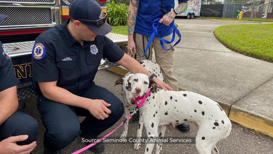 The day after Seminole County Animal Services posted photos of Seminole County firefighters with a pair of adoptable Dalmatians, the dogs found their forever home.