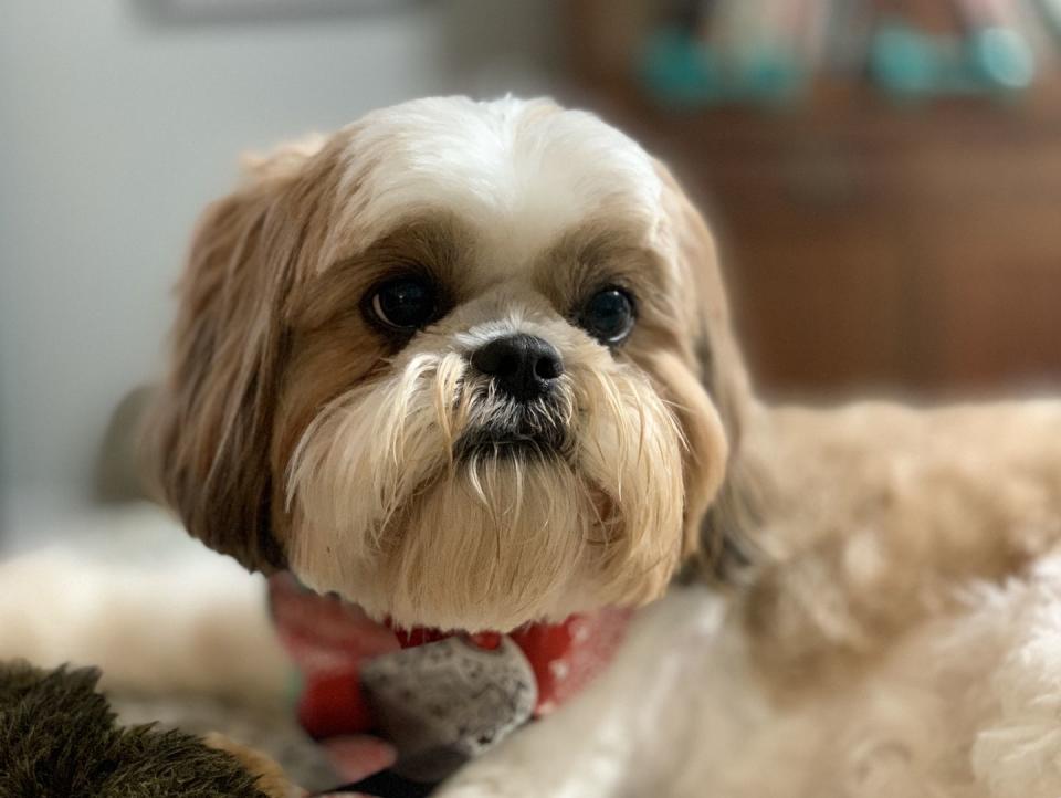 Shih Tzu