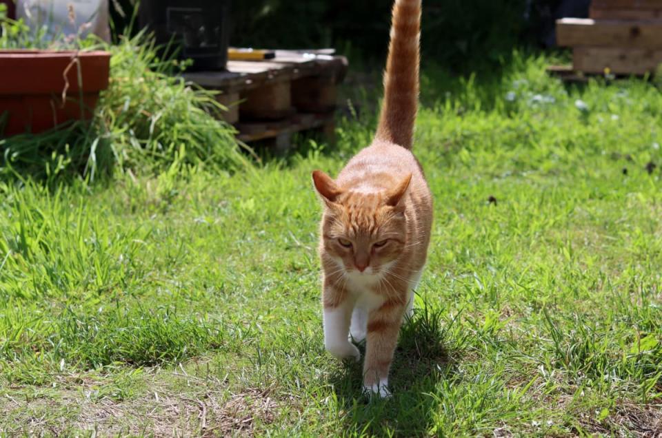 Feral Cat Finds New Home