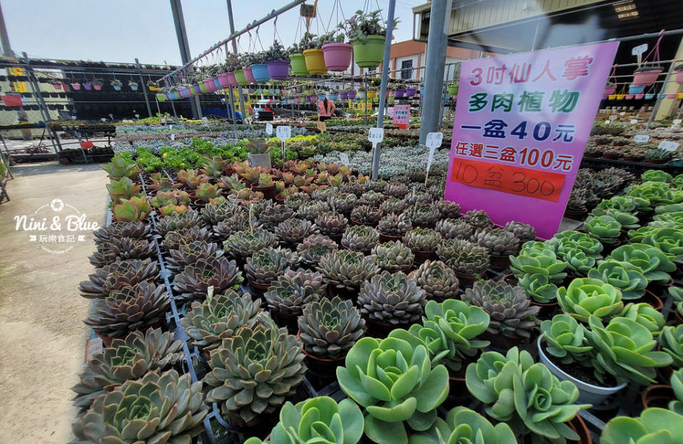 彰化田尾｜摩天輪仙人掌多肉植物