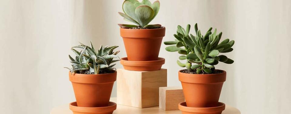 bloomscape sunny succulent trio gift set 2