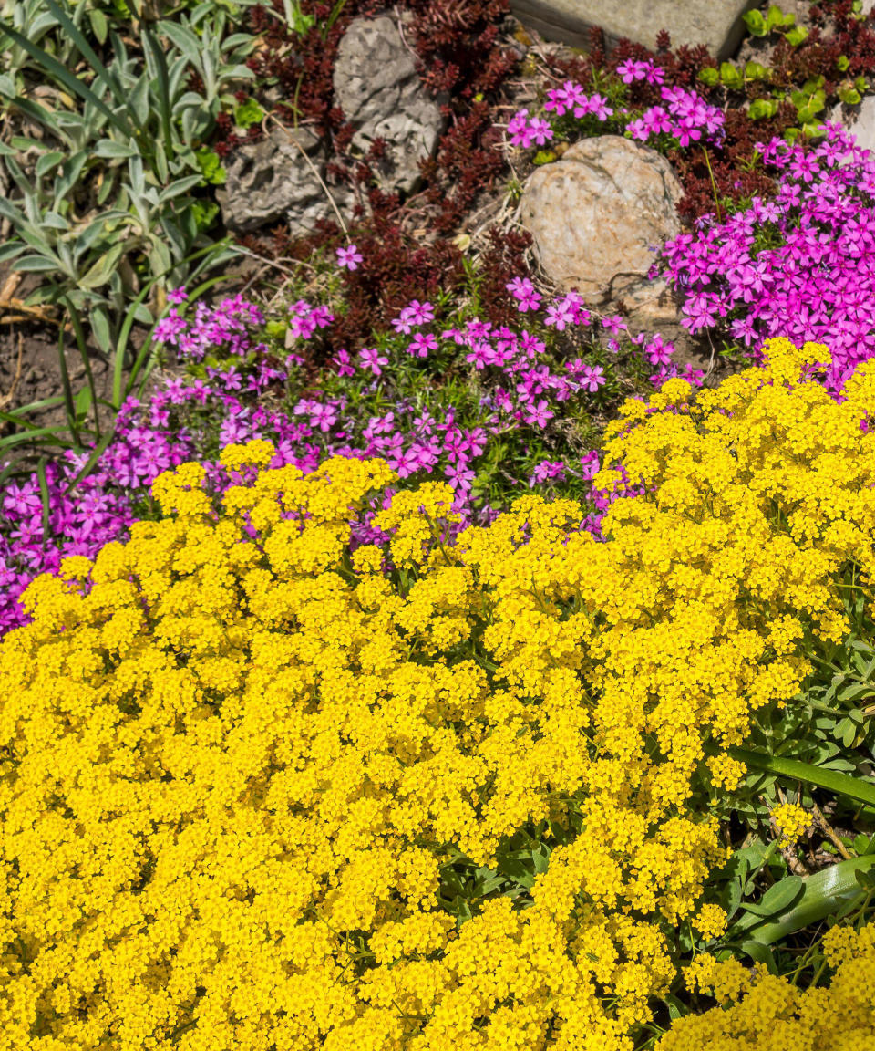 Aurinia saxatilis ground cover plant in a rock garden