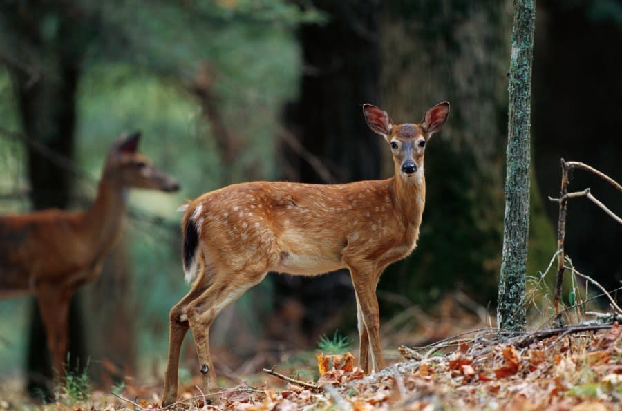 Chronic wasting disease (CWD) can affect white-tailed deer and other species of cervids within the deer family. (Getty Images)