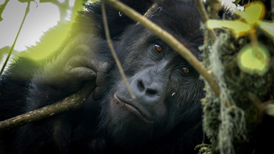 A gorilla in a tree