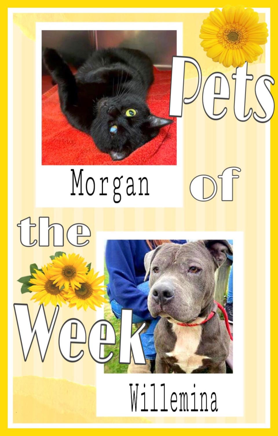Pets of the Week: Morgan and Willemina
https://www.burlingtoncountytimes.com/story/lifestyle/2022/05/20/burlington-nj-adopt-pets-of-the-week-morgan-cat-willemina-dog-are-ready-for-prom/9831656002/