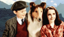 Lassie - Lassie Come Home The original Lassie (from 1943’s 'Lassie Come Home’), Pal, was one of Hollywood’s first four-legged greats (we’re not counting Laurel & Hardy here). The luvvy Rough Collie retired in 1954 to a life of total luxury. We’re talking specialist groomers, custom-made food… Pal even got a star on the Hollywood Walk of Fame. He fathered five puppies that went on to play Lassie themselves in movies and on TV before he died a peaceful ol’ mutt in 1958.