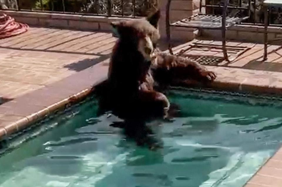 <p>Burbank PD/MEGA</p> A bear was discovered relaxing in a California family