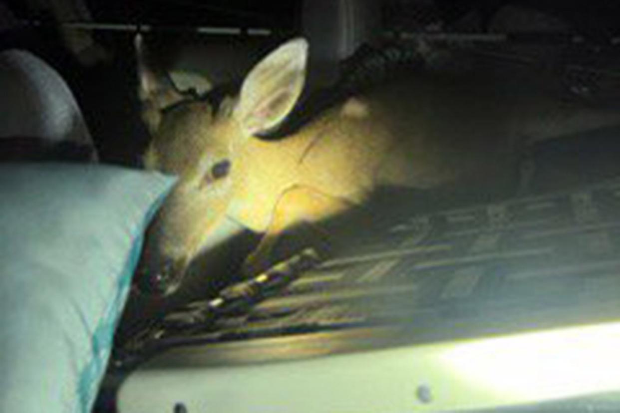 Men arrested for taking key deer