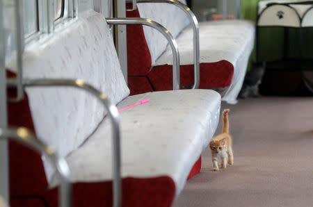 A cat walks next to a passenger seat in a train cat cafe, held on a local train to bring awareness to the culling of stray cats, in Ogaki, Gifu Prefecture, Japan September 10, 2017. REUTERS/Kim Kyung-Hoon