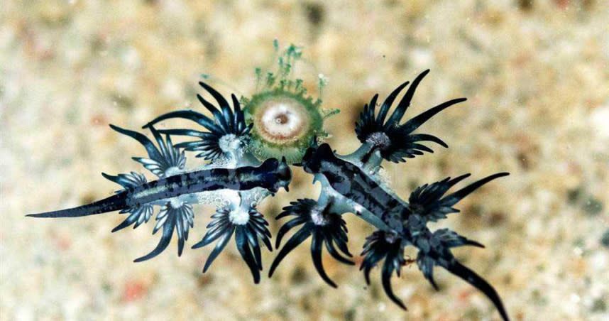 綠島潛水教練拍到2隻美麗又有毒的「大西洋海神海蛞蝓」，正在大啖錢幣水母。（圖／陳宜禧提供）