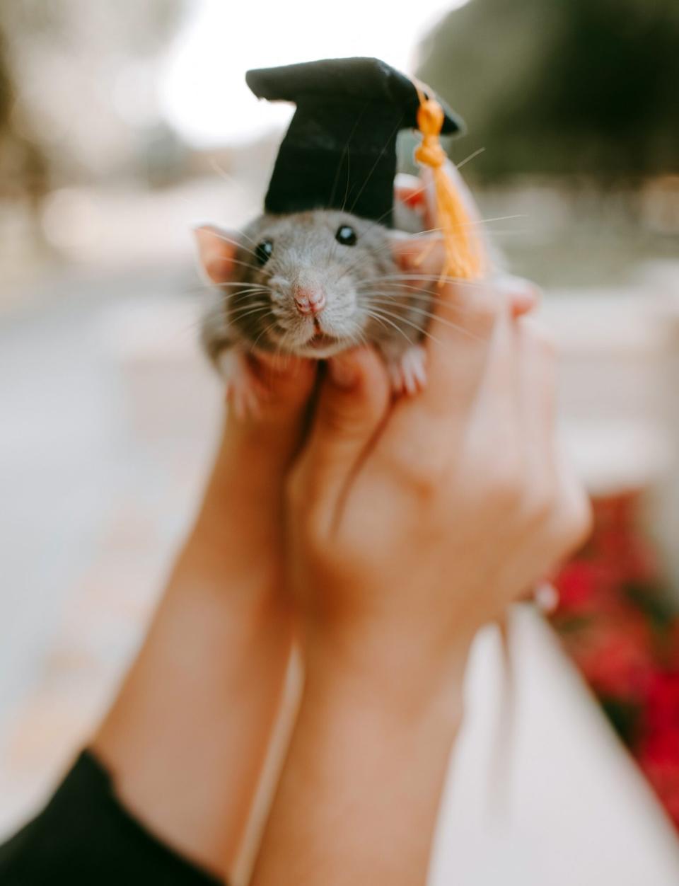 Remi the Rat Grad