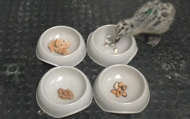 One of the herring gull chicks involved in the experiment at the University of Exeter