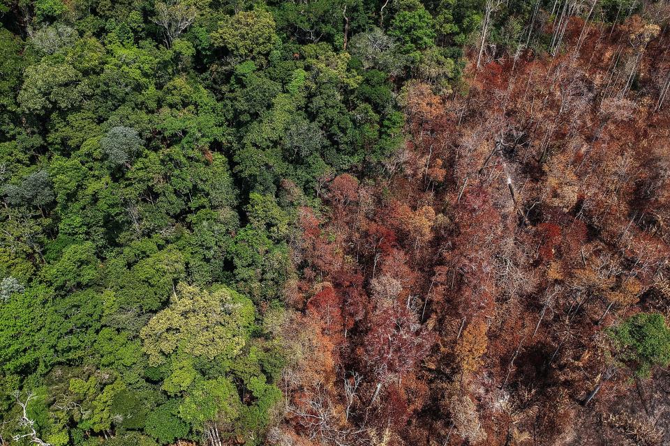 There are more than <a href="https://www.pnas.org/content/114/40/10695" target="_blank" rel="noopener noreferrer">14,000﻿</a> plant species in the Amazon, according to scientific estimates. But deforestation and fires are threatening the world's largest rainforest. (Photo: NELSON ALMEIDA/AFP via Getty Images)