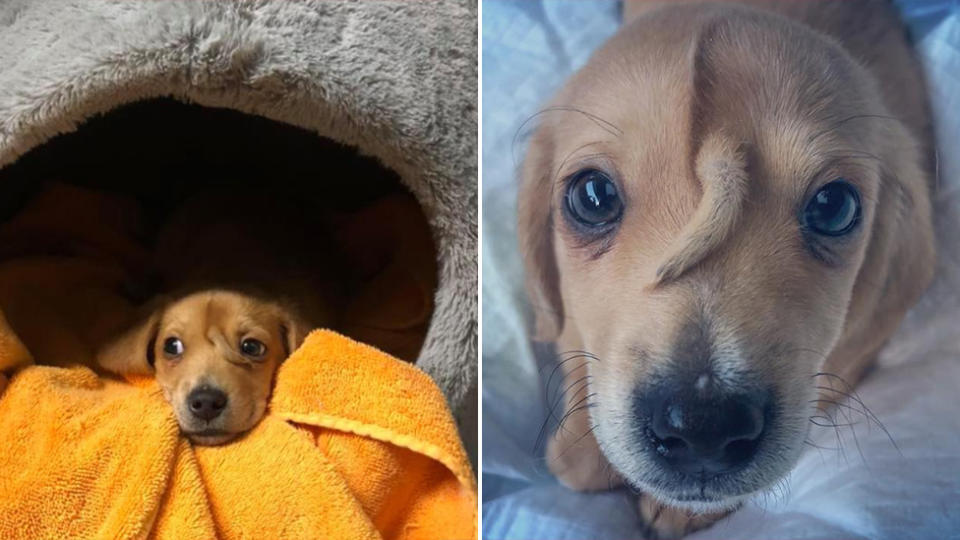 Pictured is Narwhal, an abandoned golden retriever nicknamed the ‘unicorn puppy’. Source: Mac the Pitbull