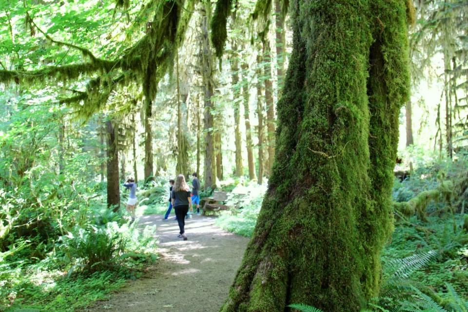 Washington: Hoh Rain Forest