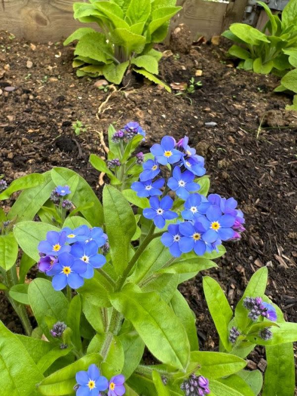 <p>Gina Mallard - Gina's Flower Garden on Instagram</p>