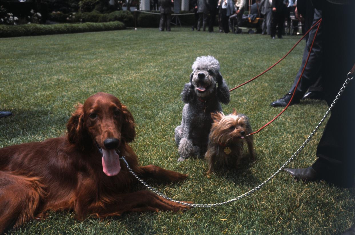   President Richard Nixon dogs