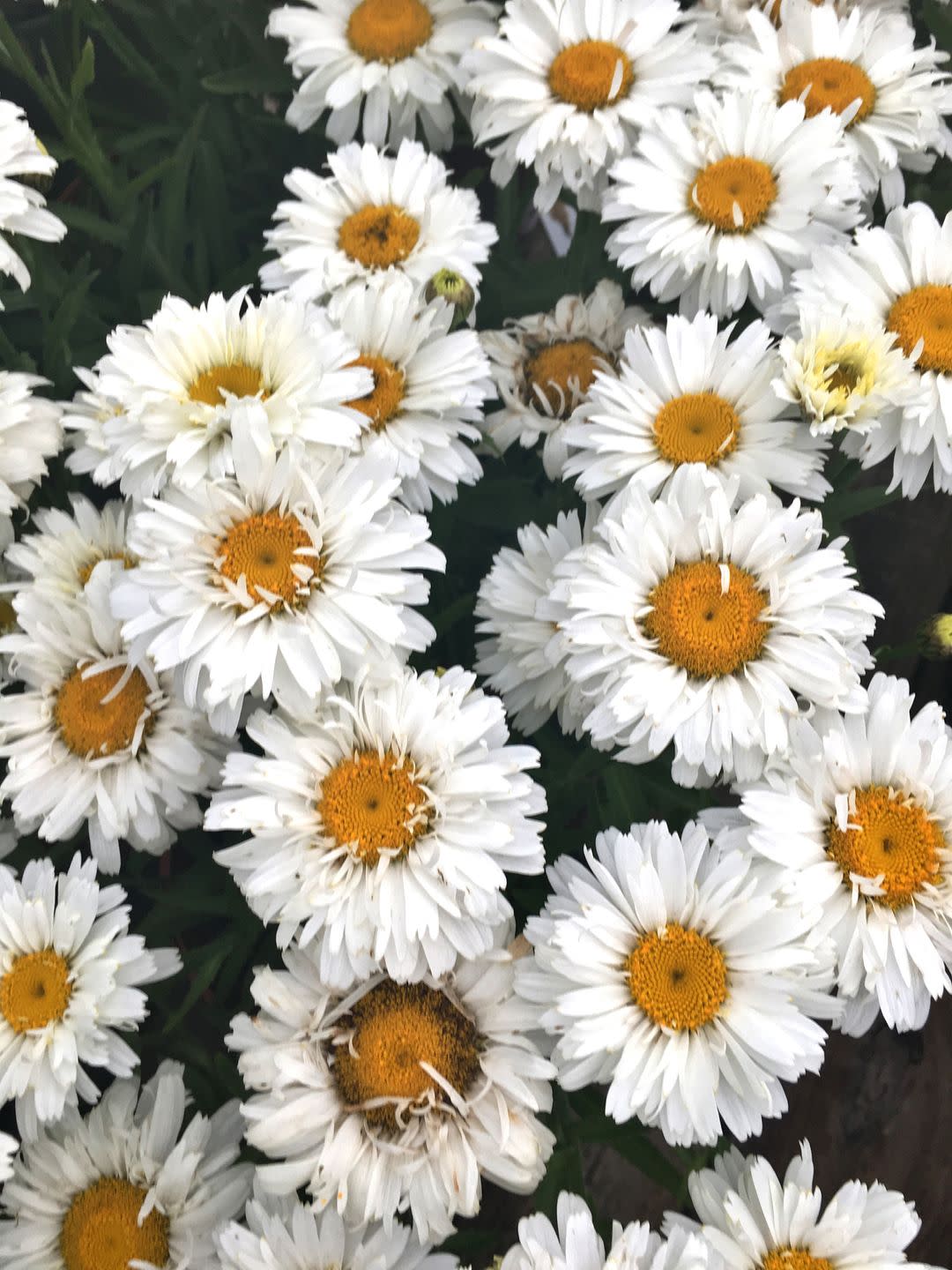 flowers that bloom at night like shasta daisy