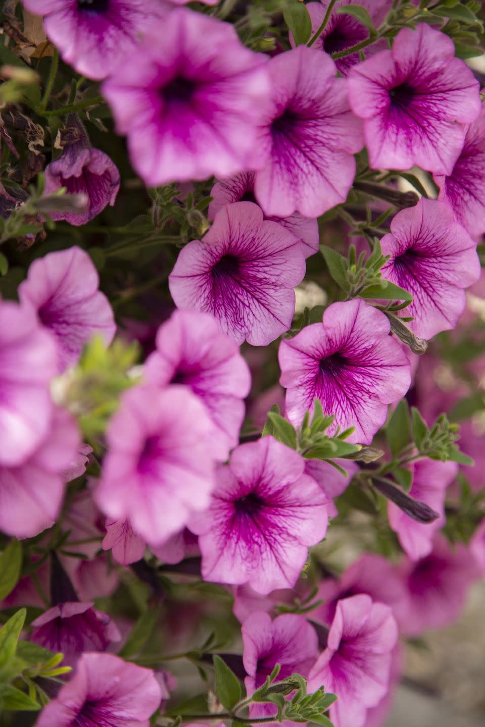 2) Petunias