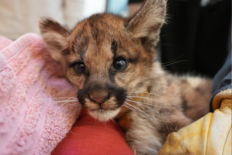 <p>Oakland Zoo</p> Oakland Zoo welcomes 2 orphaned female mountain lion cubs
