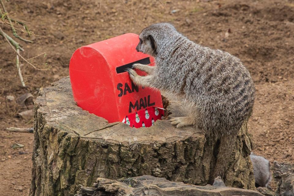 One of the resident meerkats at London Zoo ‘posting their Christmas wishlist’ to Santa Claus (PA)