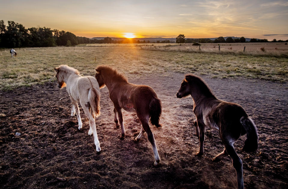 Icelandic foals run in their paddock with almost no fresh grass left at a stud farm in Wehrheim near Frankfurt, Germany, Saturday, July 15, 2023. Germany expects another warm weekend. (AP Photo/Michael Probst)