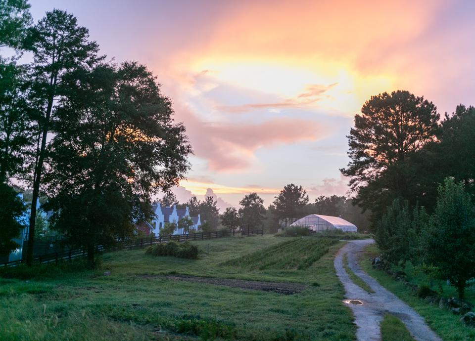 A view of Serenabe's 25-acre organic farm, with residences just beyond, at sunset.