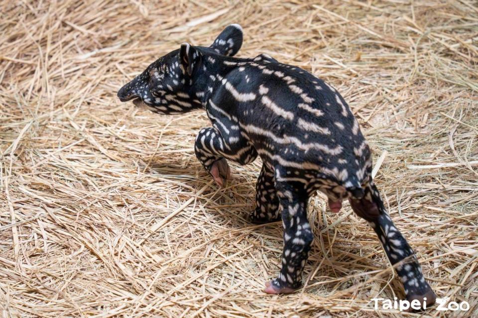 新生貘寶寶是個小男生。（台北市立動物園提供）