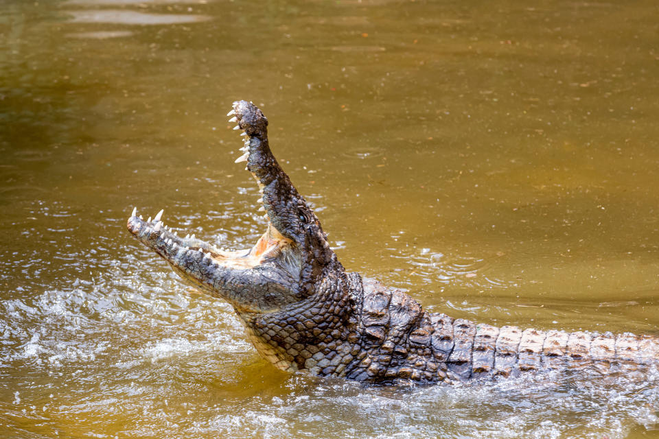 A crocodile in the wild