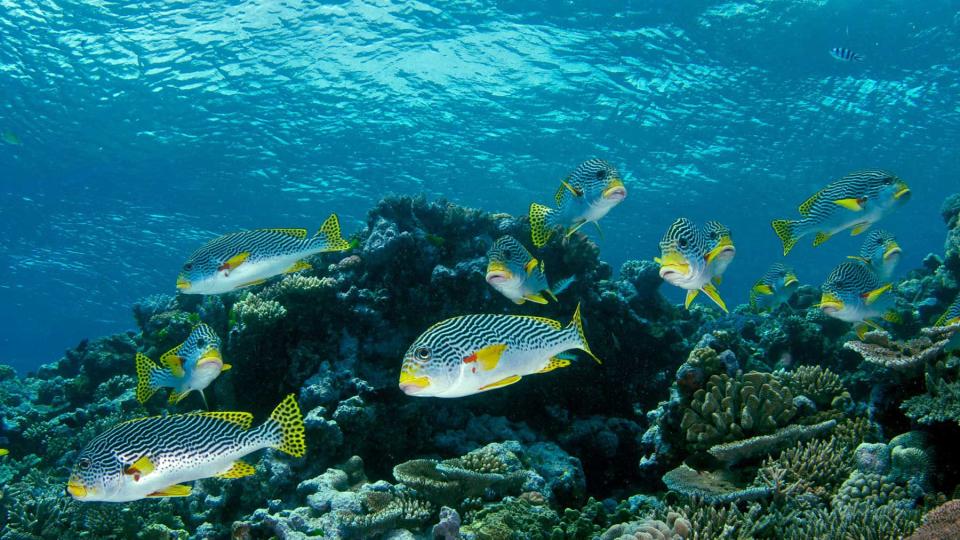 School of Sweet Lips Fish in Great Barrier Reef, Australia