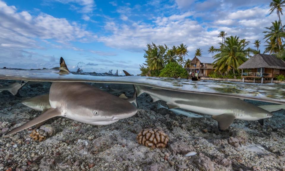 Shark and stingray populations have declined by 71 per cent in the last half-century (Hannes Klostermann / Ocean Image Bank)