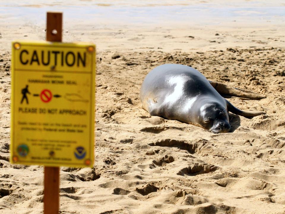 An endangered Hawaiian monk seal rests in the sand on the north shore of Oahu, Hawaii. There is a warning sign in front of it. The sign warns that the seal is protected and not to approach it.