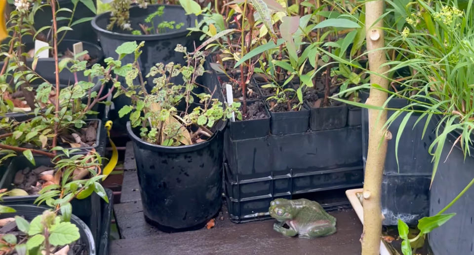 The green frog has multiple scratches on its body as it sits beside plants in the yard. 