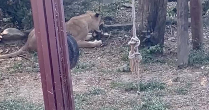 壽山野生小獼猴嬉戲時，掉入動物園非洲獅區，慘遭母獅吞食，畫面嚇壞民眾。（圖／翻攝畫面）