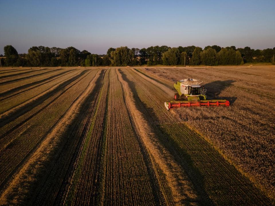 Farmers use combine harvesters to harvest a wheat field near the city of Bila Tserkva on August 4, 2023 in Kyiv Oblast, Ukraine. (Ed Ram/Getty Images)